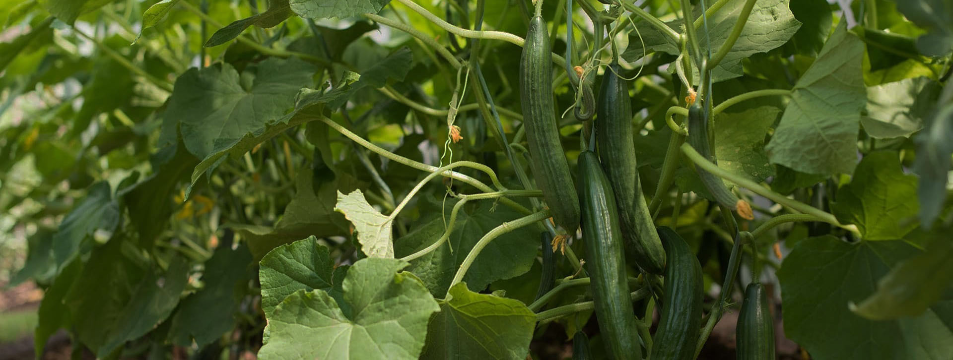 title_6ab0bd2c54dd0405068381789967660