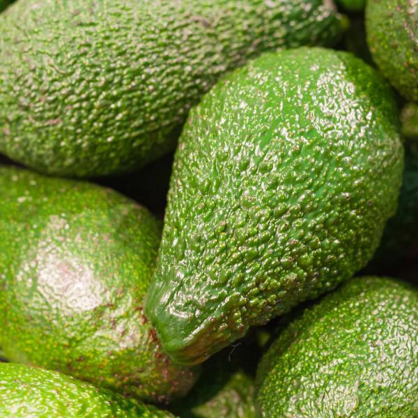 Avocado