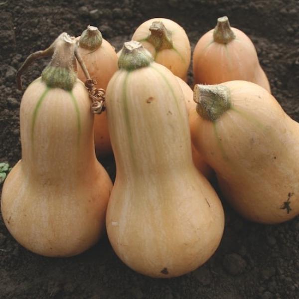 Butternut Squash